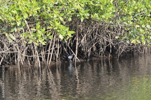 mangroves