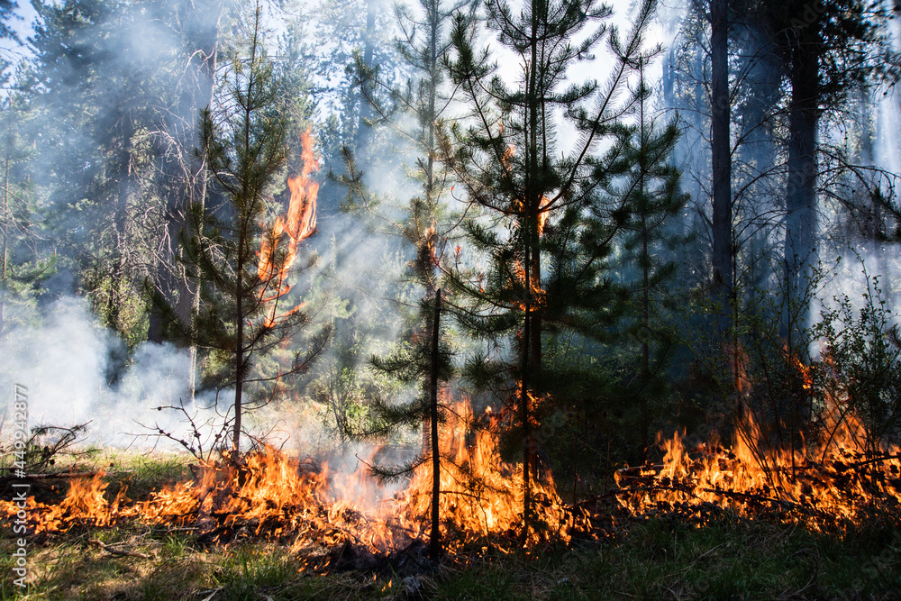 Forest brigade members fight a fire in Argentine Patagonia. Forest brigade members fight a fire in Argentine Patagonia.