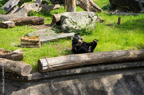 Snapshot from Zoo de Cologne of black bear in Cologne, Deutschland