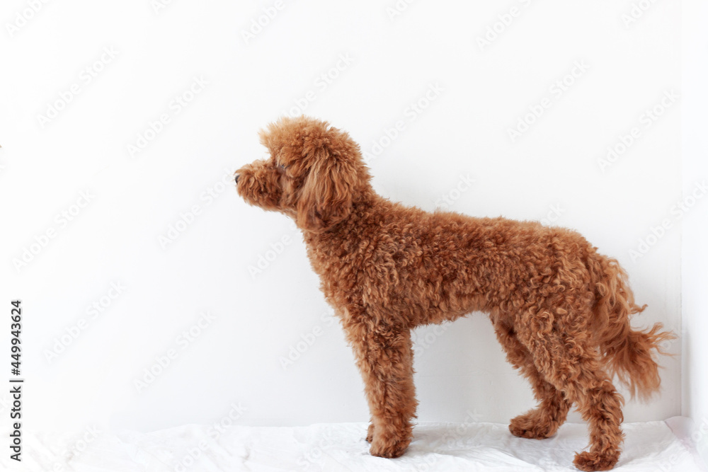 A miniature poodle stands sideways in a stand on a white background. The concept of pets dog training, grooming care