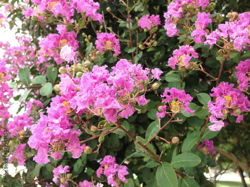 ruffly flowers of a pink crape myrtle tree in bloom photo