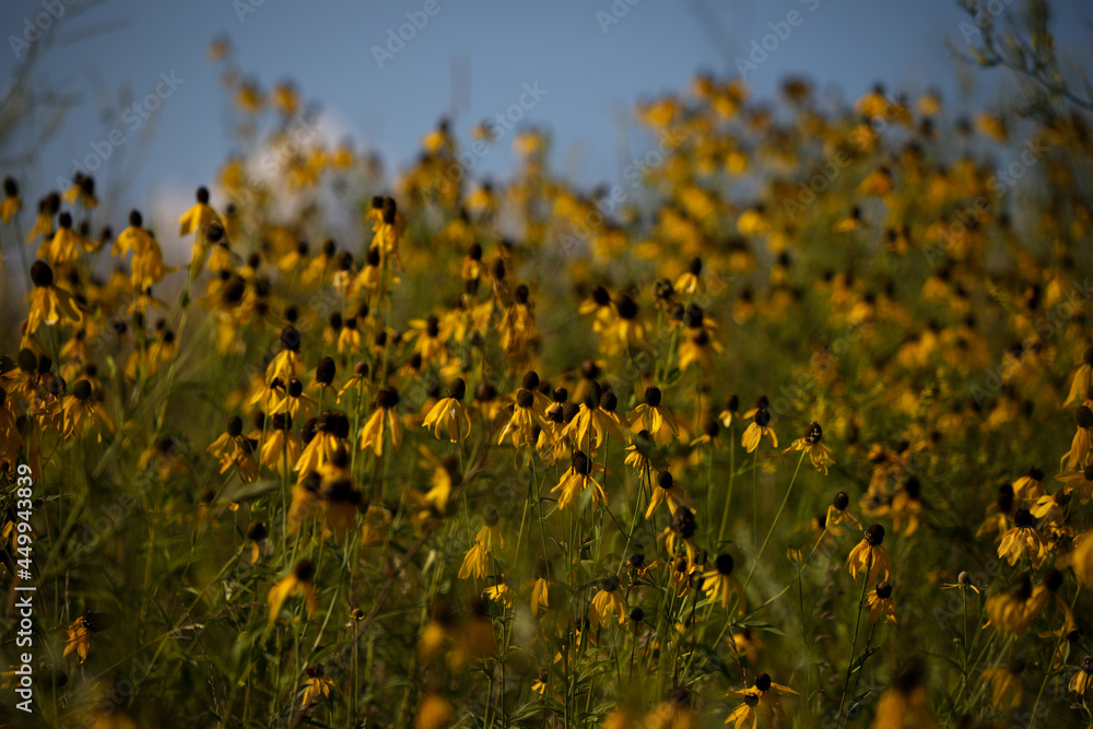 Obraz premium Field of yellow flowers