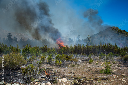 Forest brigade members fight a fire in Argentine Patagonia.