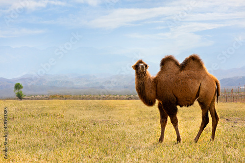 Bactrian camel in the meadows near Issyk Kul in Kyrgyzstan