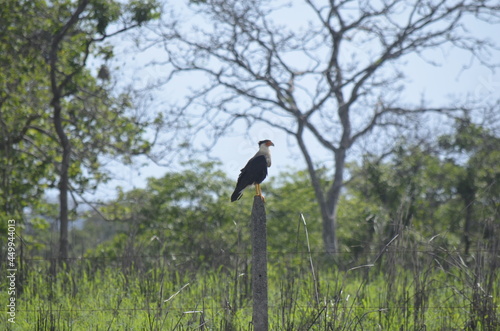 caracara