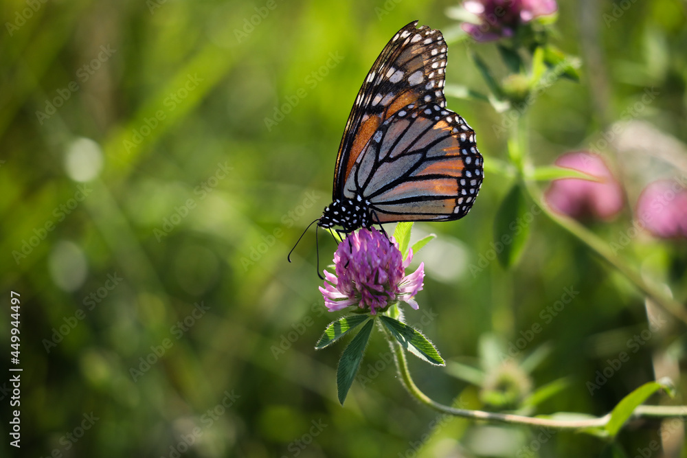 Monarch Butterfly on Purple Clover Flower Monarch Butterfly on Purple Clover Flower