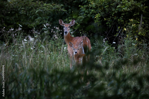 White tailed deer, doe and fawn