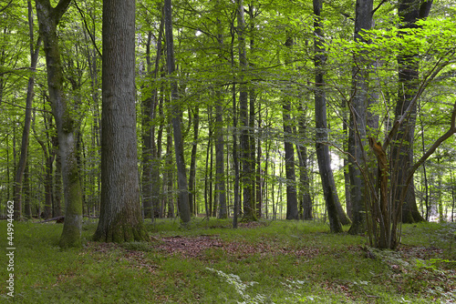 Gribskov Forest is one of Denmark’s largest and most beautiful natural areas. Gribskov Forest is UNESCO World Heritage Site photo