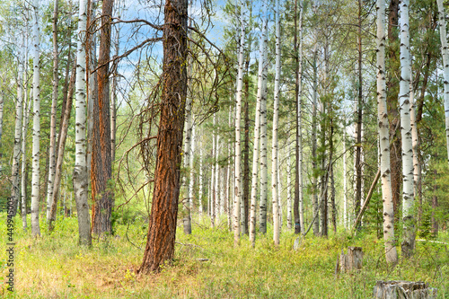 A forest of aspen and ponderosa pine  trees near Black Butte Ranch and Sisters in central Oregon