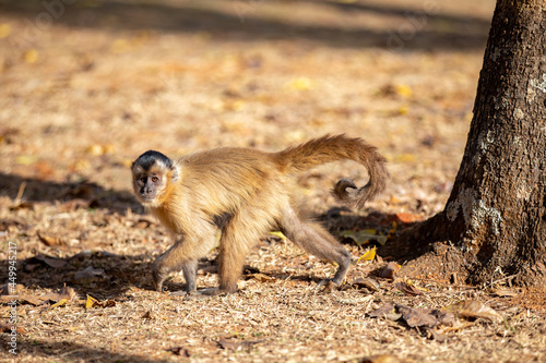 Photography Capuchin monkey (Simia apella), walking on the ground sideways and looking to th