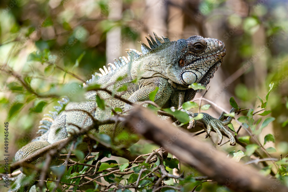 Green iguana on tree in closeup and selective focus ( Iguana iguana ) Green iguana on tree in closeup and selective focus ( Iguana iguana )