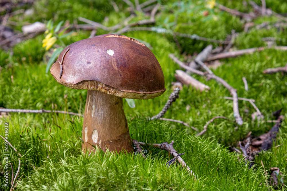 mushroom in the grass mushroom in the grass