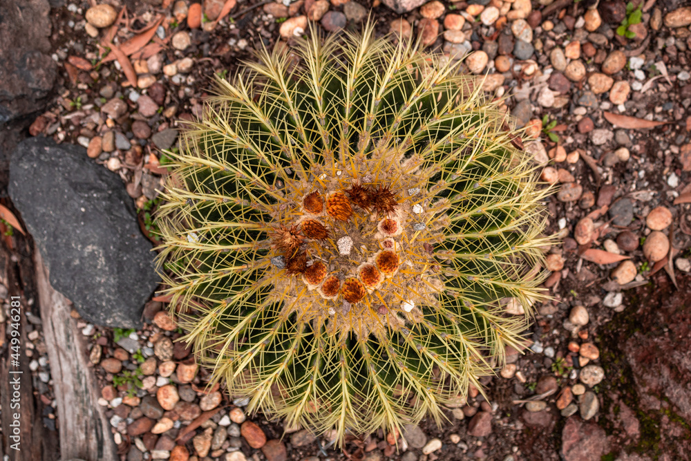 cactus in the garden yellow and green stones in the background cactus in the garden yellow and green stones in the background