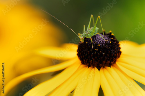 Phaneropteridae Speckled bush-cricket Leptophyes punctatissima on leaf photo