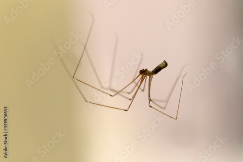 Cellar spider Pholcus phalangioides in close view