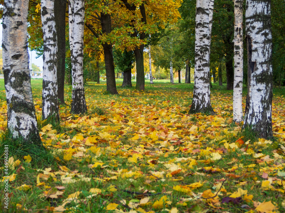 Fototapeta premium White fall birch trees with autumn leaves in background