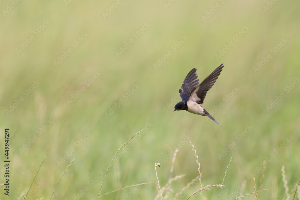 Obraz premium Barn Swallow Hirundo rustica in flight or perched