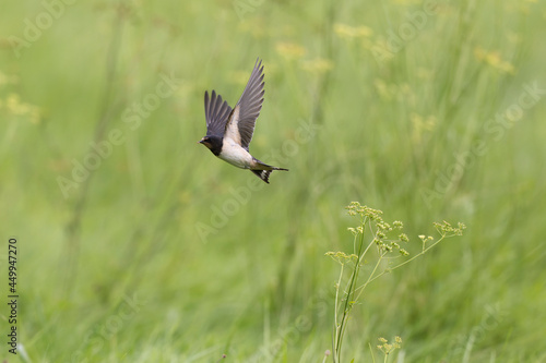 Barn Swallow Hirundo rustica in flight or perched © denis