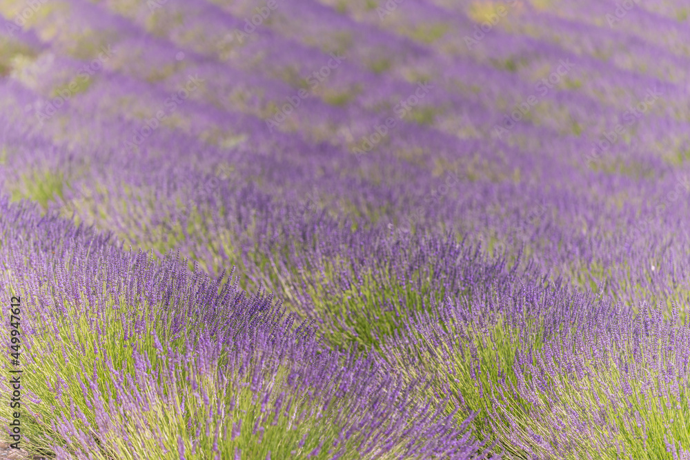 Lavender fields in bloom in Provence. Lavender scent in the Provençal Drôme.