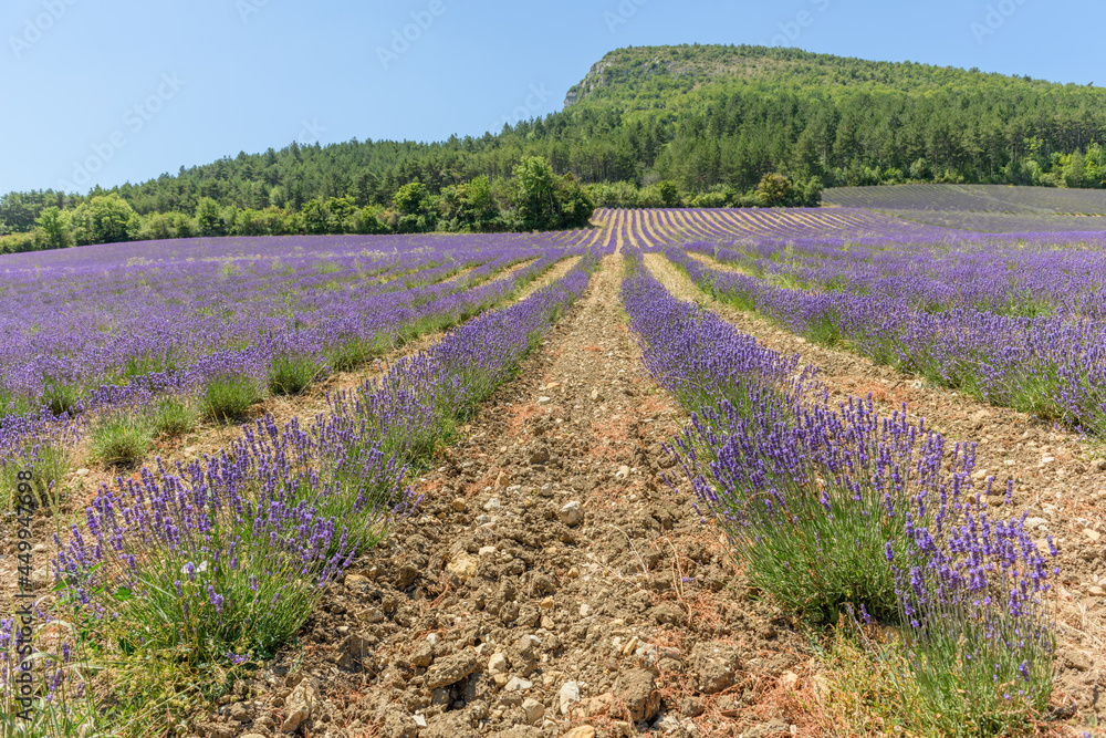 Fototapeta premium Lavender fields in bloom in Provence. Lavender scent in the Provençal Drôme.