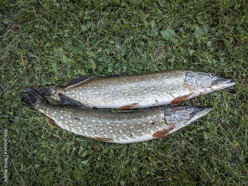 Northern pike (Esox lucius) 