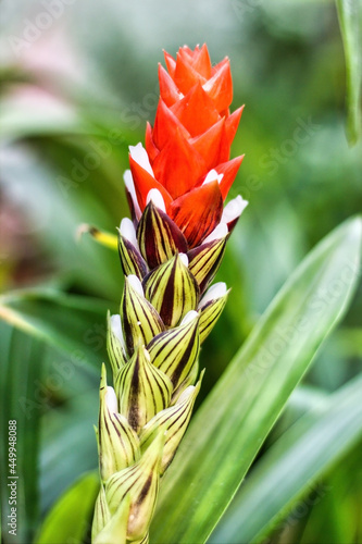 Guzmania monostachia red flower is an epiphytic species that grows in Central and South America photo