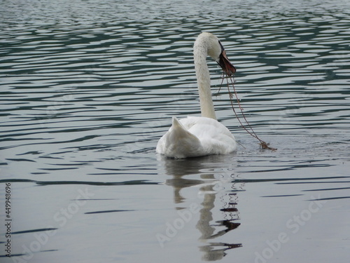 swans on the lake mute swan cygnus olor on lake Milada czech republic photo