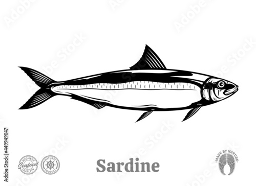 Vector sardine fish illustration isolated on a white background