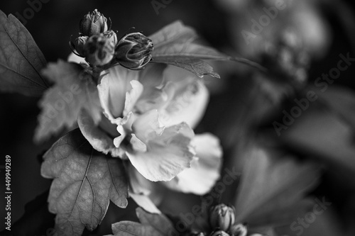 black and white