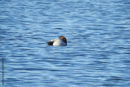 A male canvasback duck enjoying a sunny winter's day on the waters of Willow Lake, in Prescott, Arizona. photo