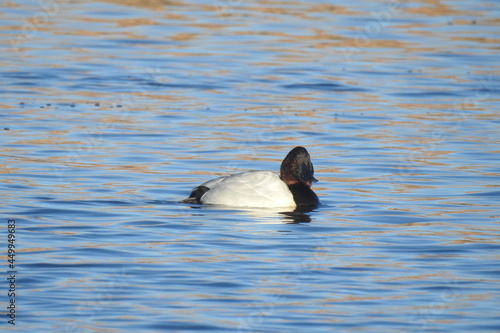 A male canvasback duck enjoying a sunny winter's day on the waters of Willow Lake, in Prescott, Arizona. photo
