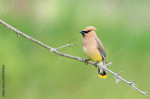 Cedar Waxwing is perched on a branch