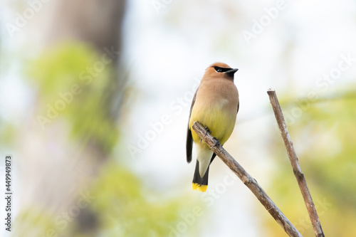 Cedar waxwing on a twig