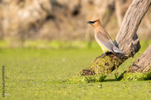 Cedar Waxwing is perched on a dead tree over a swamp