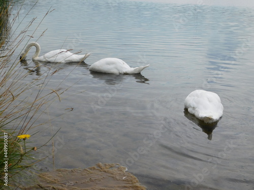 flock of white mute swans cygnus olor foragin on aquatic vegetation herbivorous animals diving for food source at lake Milada CHabarovice czech republic photo