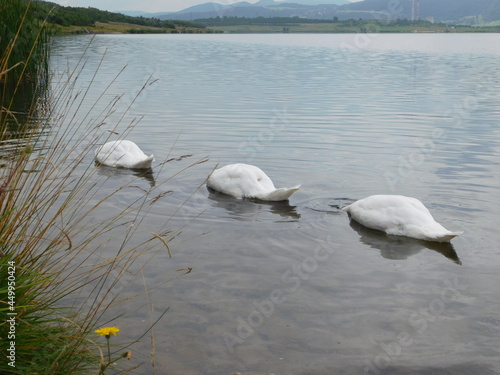 flock of white mute swans cygnus olor foragin on aquatic vegetation herbivorous animals diving for food source at lake Milada CHabarovice czech republic photo