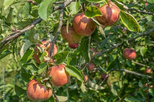 Apples growing on tree