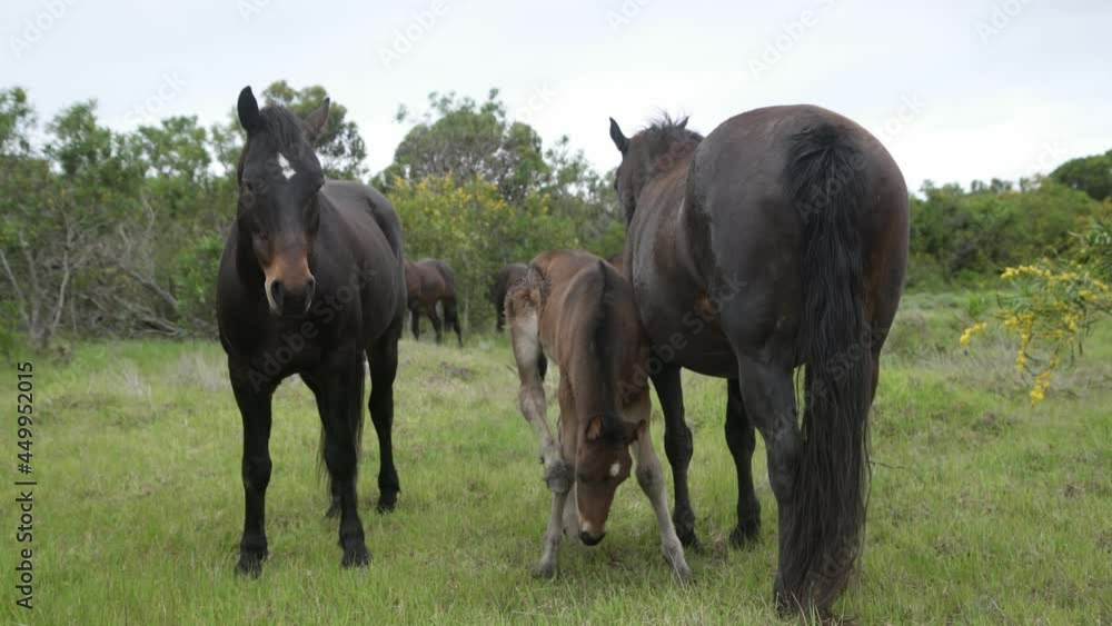 Brown Black Horses in Field, Baby Horse Feeding from Mother, Foal. Pringle Bay, South Africa. Brown Black Horses in Field, Baby Horse Feeding from Mother, Foal. Pringle Bay, South Africa.