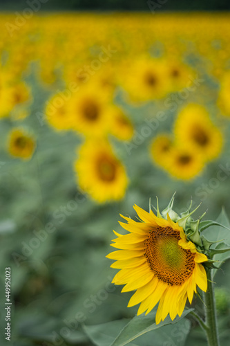 Yellow sunflowers in bloom on a large field rural landscape close up still