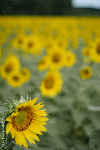Yellow sunflowers in bloom on a large field rural landscape close up still