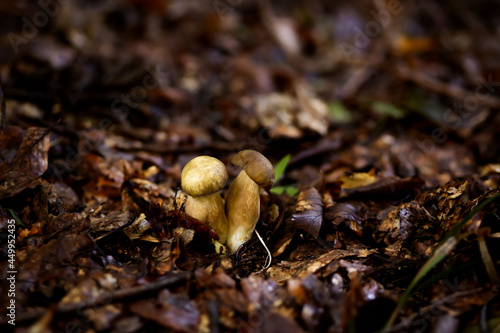 White mushrooms in the woods, on a background of leaves, bright sunlight. Boletus. Mushroom