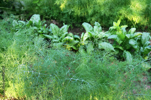 Organic farm  agriculture. Dill and spinach  greens in the garden. Selective focus