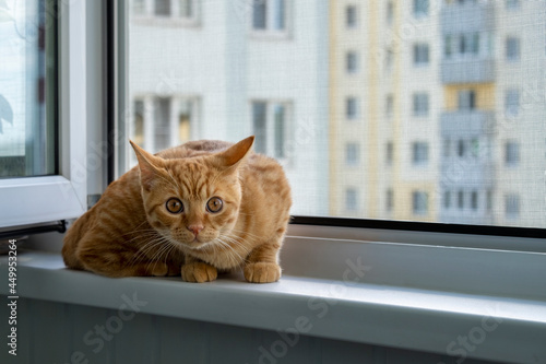 Close-up of a frightened cute ginger tabby kitten sitting on a windowsill with a mosquito net and looking at the camera. Home pet. Selective focus.