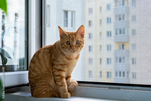 Close-up of a cute ginger tabby kitten sitting on a windowsill with a mosquito net and looking at the camera. Home pet. Selective focus. © Olga Gubskaya