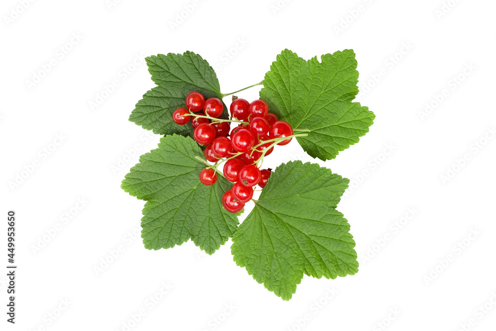 Isolated berries. Red currant fruits isolated on white background Isolated berries. Red currant fruits isolated on white background