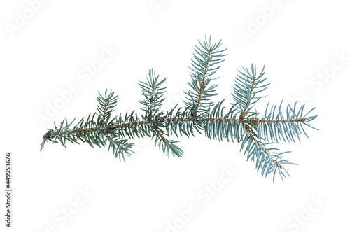 blue spruce twig  isolated on white background