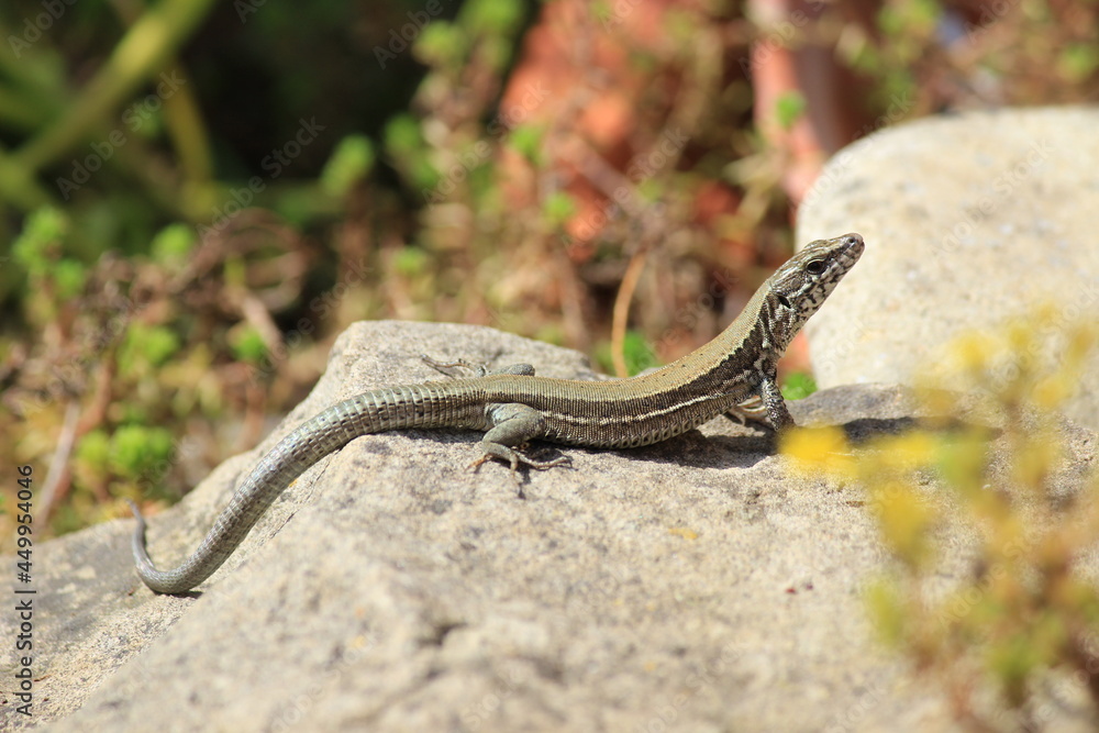Fototapeta premium Podarcis Muralis
