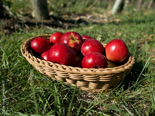 beautiful red apples in the wicker basket on the grass