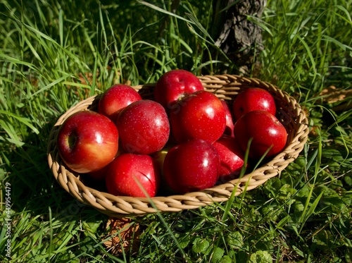 ripe red apples in a wicker basket on the grass