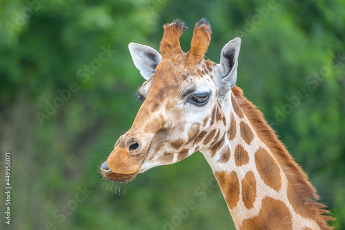 Cute giraffe portrait. Zoom close up photography.